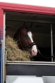 Winny op vrachtwagen