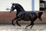 Ravel Hengstenkeuring 2011 Steenwijk 2