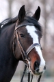 vorman-18-01-2014-1
