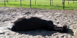 vorman-paddock-thuis-19-08-2012
